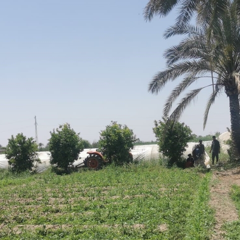Pesticide study Iraq